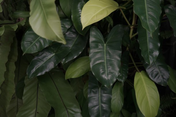 绿色的树叶图片下载