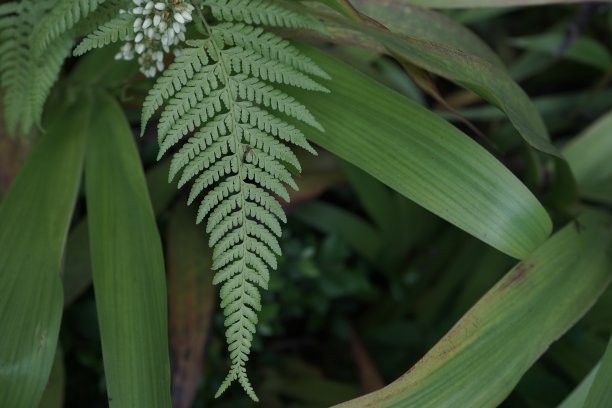 绿色的树叶图片下载