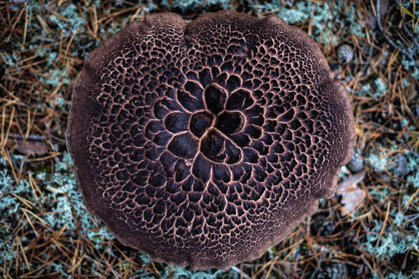 森林里的棕色大蘑菇。图片下载