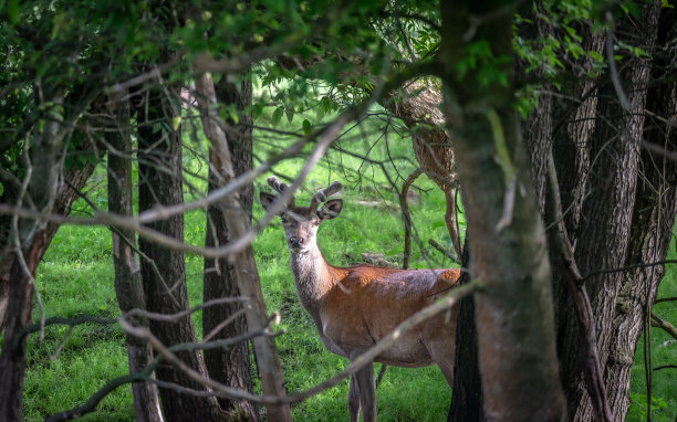 秋天，小鹿在草地上吃草图片下载