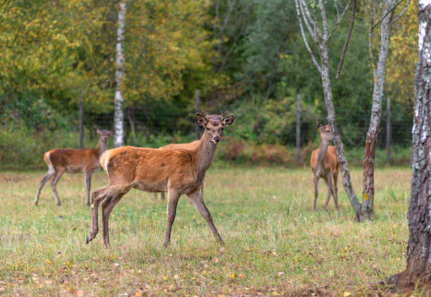 秋天，小鹿在草地上吃草图片下载
