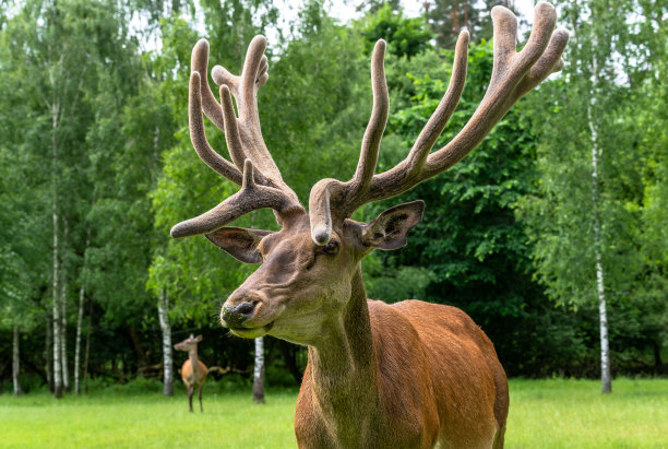 一只威严的马鹿的肖像图片下载