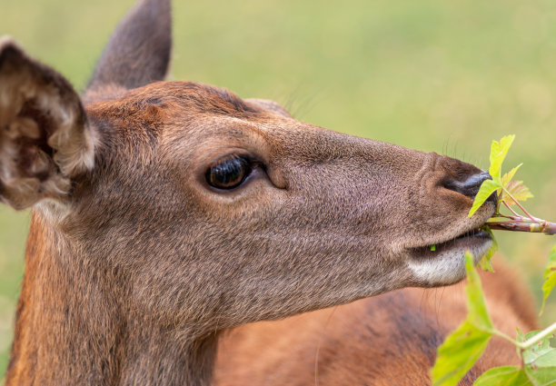 秋天，小鹿在草地上吃草图片下载