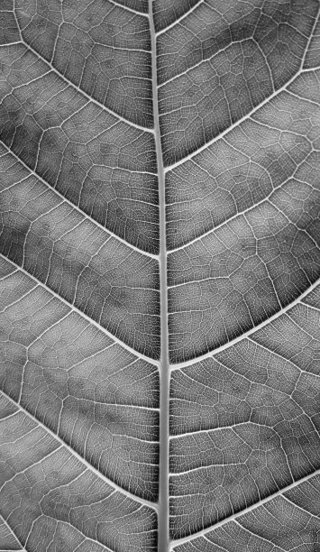 黑白相间的骨叶纹理图片下载