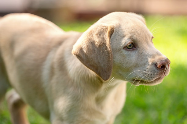 拉布拉多犬画像图片下载