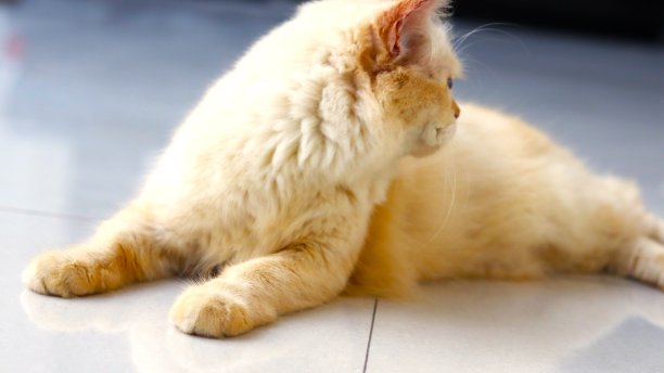 一只可爱的猫躺在地板上，试图避开镜头。图片下载