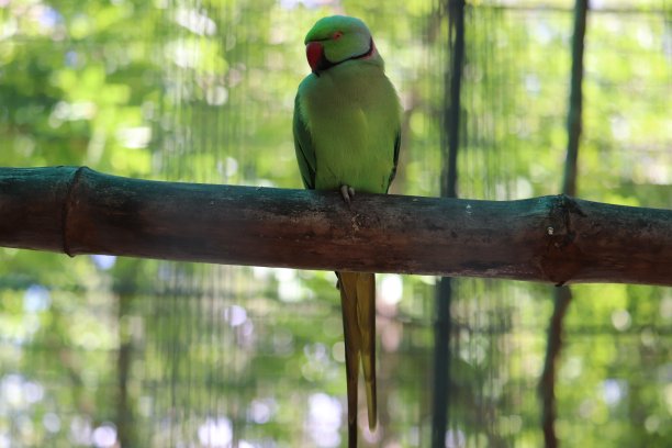 来自南印度金奈动物园的迷人的印度鹦鹉。图片下载