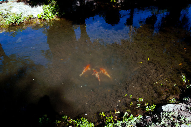 图为公园池塘里的两条锦鲤，花式鲤，镜鲤。图片下载
