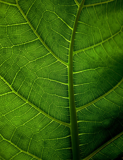 叶结构图片下载