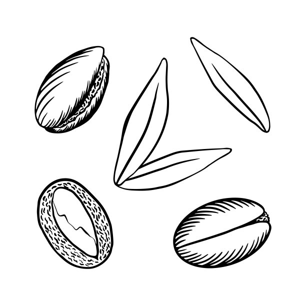 手工绘制阿甘果和叶。素描艺术孤立的白色背景。矢量插图。图片下载