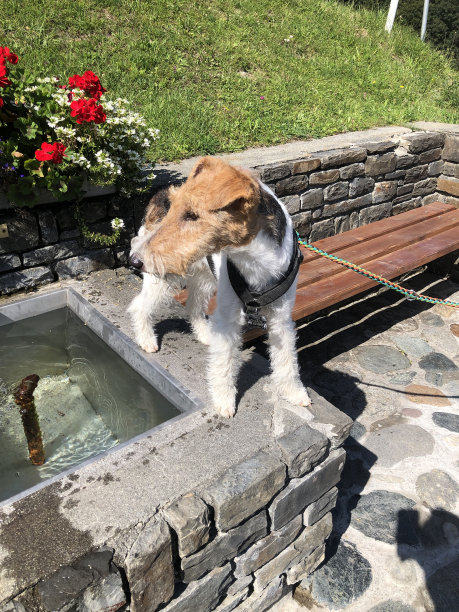 夏日茶点:狗狗在喷泉边饮水图片下载