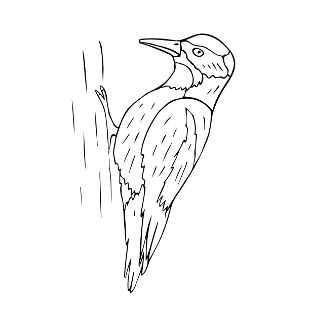 矢量手画啄木鸟图片下载