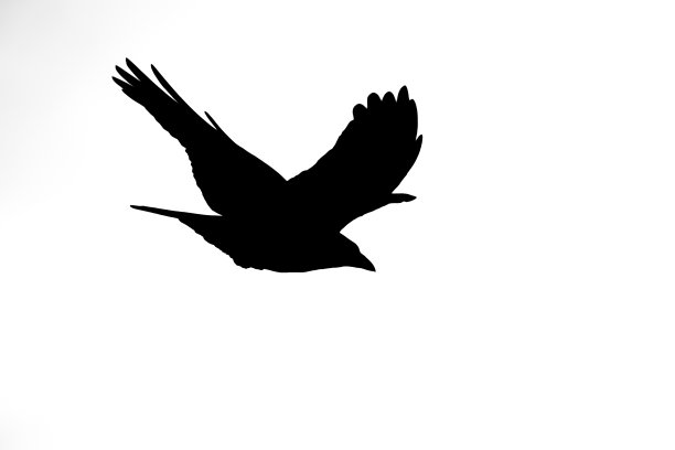 黑色轮廓的飞行乌鸦在白色背景。图片下载