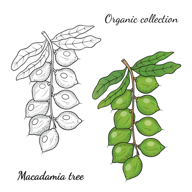 矢量图形插图与夏威夷树图片下载