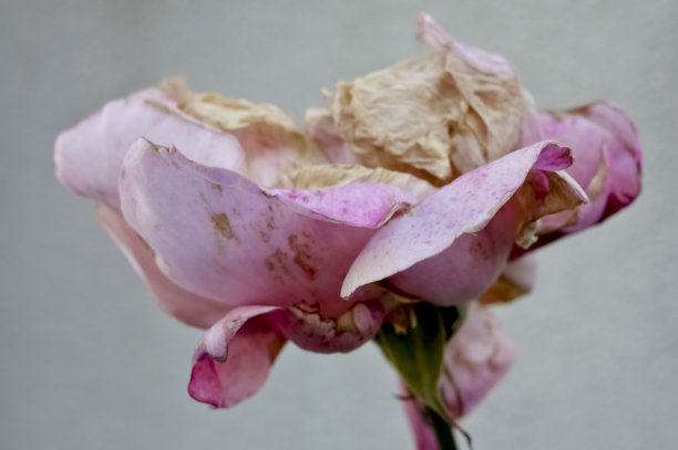 华丽凋零颓废美，玫瑰绽放图片下载