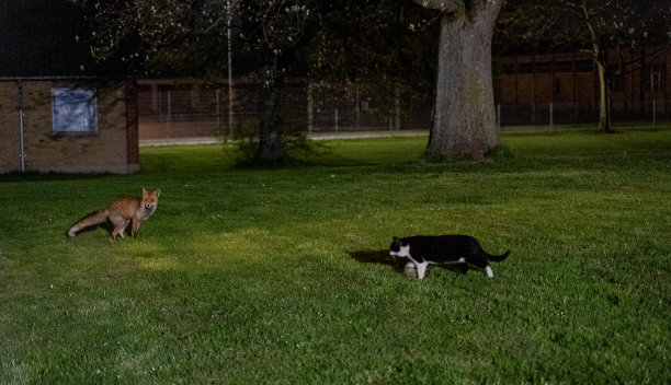 狐狸狐狸和猫正坐在草地上。图片下载