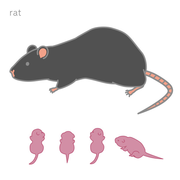 哺乳大鼠个体版图片下载