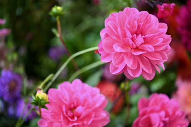 大丽花图片下载