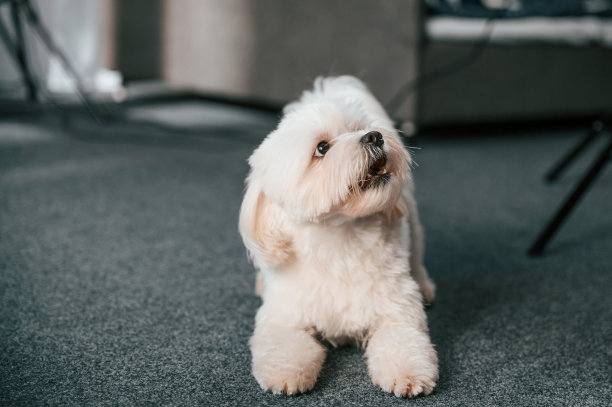 坐着，抬头看。可爱的马耳他狗在室内的房间图片下载
