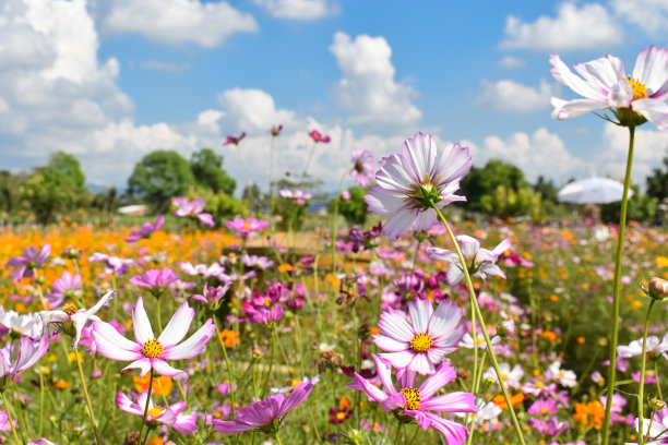 美丽多彩的宇宙花盛开在草地上图片下载