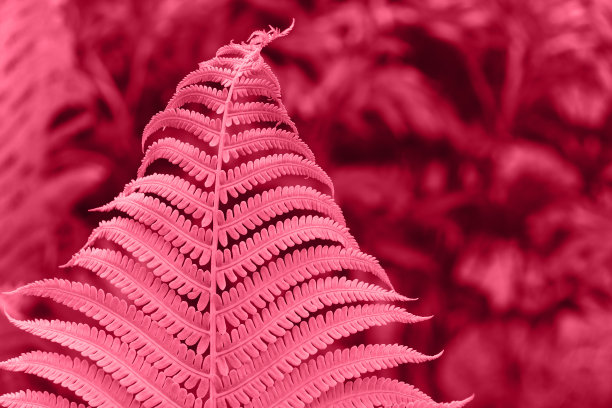 美丽的红色万岁洋红色蕨类接近单色。抽象的花卉纹理和背景，图案。2023年流行色品红万岁!设计理念。图片下载