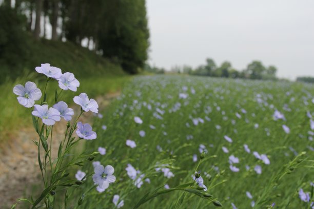 荷兰乡村的一片蓝色亚麻地，前面有一束花图片下载