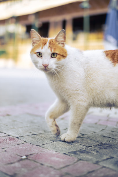 一只白色和黄色的猫站在街上。它正看着摄像机图片下载