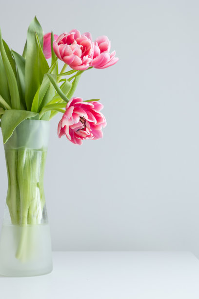 一束粉红色的郁金香图片下载