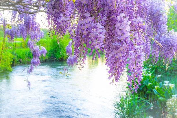 在阳光灿烂的日子里，盛开的紫藤在河边图片下载