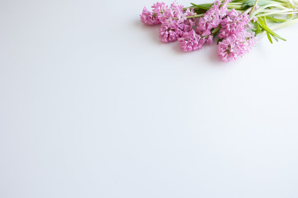 白色上粉红色风信子花的边缘图片下载