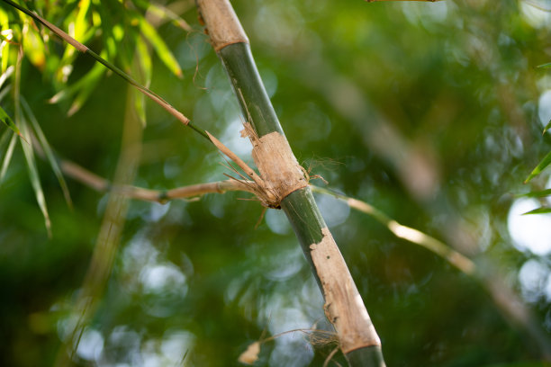 绿色的竹林植物。图片下载