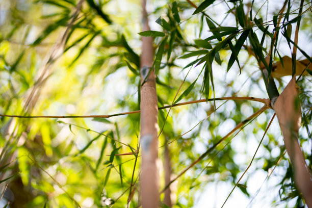 绿色的竹林植物。图片下载