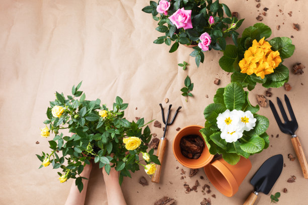园丁的手与盛开的花朵为家庭园艺在牛皮纸顶视图花盆。为春季准备室内植物。女人的爱好。图片下载