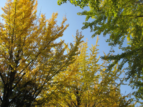 日本的秋天，银杏树的黄色景色图片下载