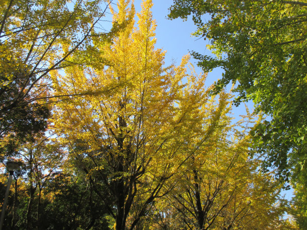 日本的秋天，银杏树的黄色景色图片下载