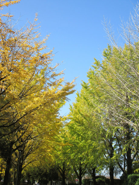 日本的秋天，银杏树的黄色景色图片下载