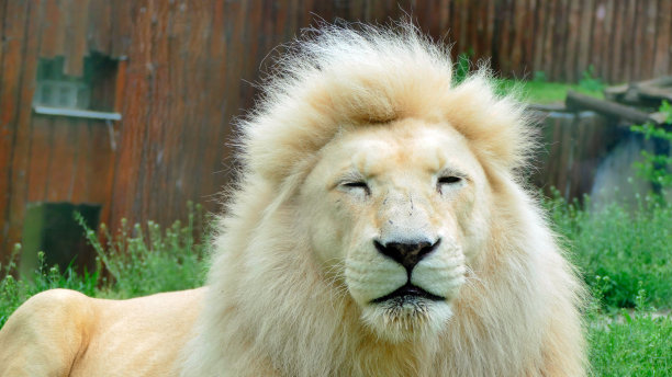 闭着眼睛的白狮子图片下载