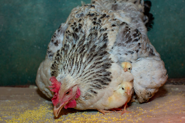 体贴的银妈妈母鸡照顾她的新生小鸡图片下载