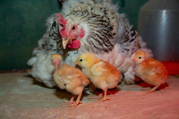 体贴的银妈妈母鸡照顾她的新生小鸡图片下载