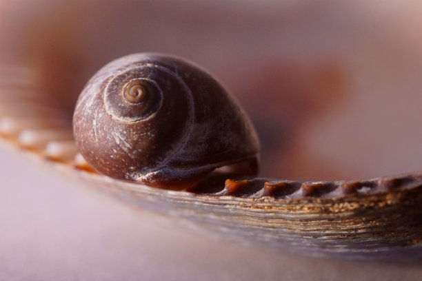 背景有两个海贝壳，一个海蜗牛和一个软体动物壳图片下载