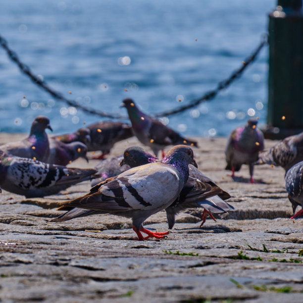 伊斯坦布尔的鸽子图片下载