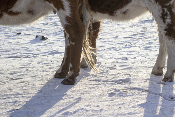牛腿蹄子特写。大母牛站在农场地上图片下载