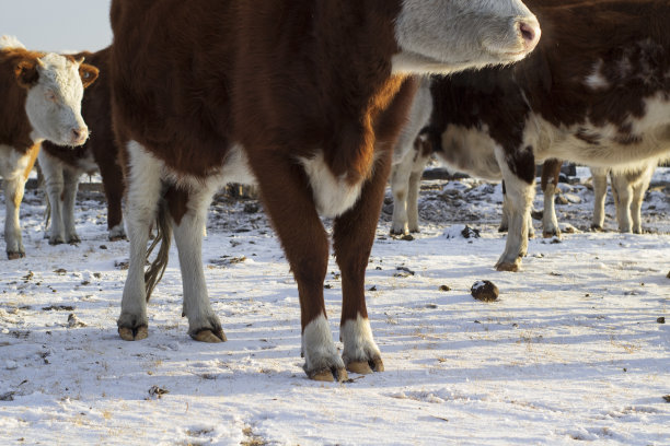 牛腿蹄子特写。大母牛站在农场地上图片下载