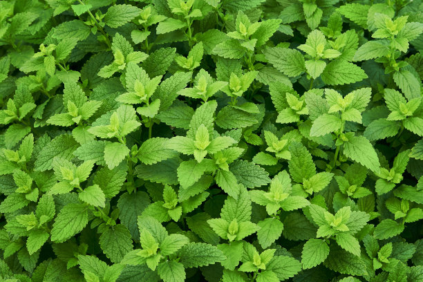 夏季花园中新鲜的绿色嫩芽柠檬香蜂草或梅莉莎。植物自然背景。从上面看。图片下载