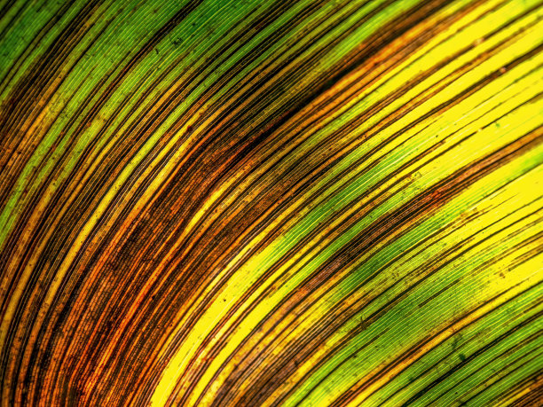 微距摄影的脉和线条的一个垂死的叶子芭蕉图片下载