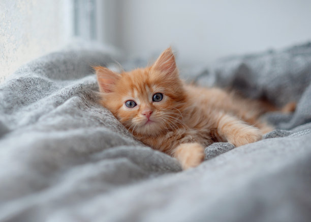 可爱的小红猫在针织蓝色噗噗靠近窗口，文字空间图片下载