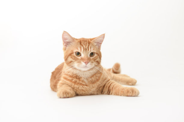 姜猫坐在客厅的地板上。图片下载