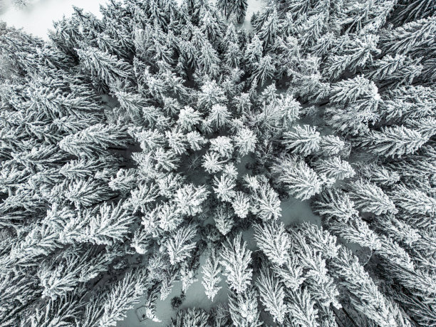 自上而下的观点，一个冻结和冰雪覆盖的松树森林，鸟瞰图图片下载