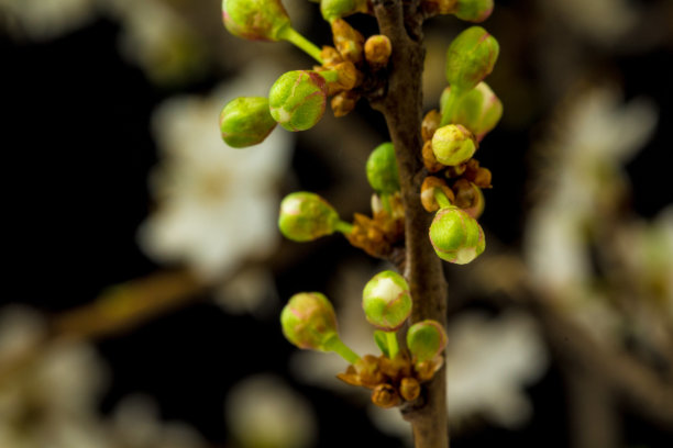 照片od野梅花盛开在黑色背景。核果花在春天盛开。图片下载