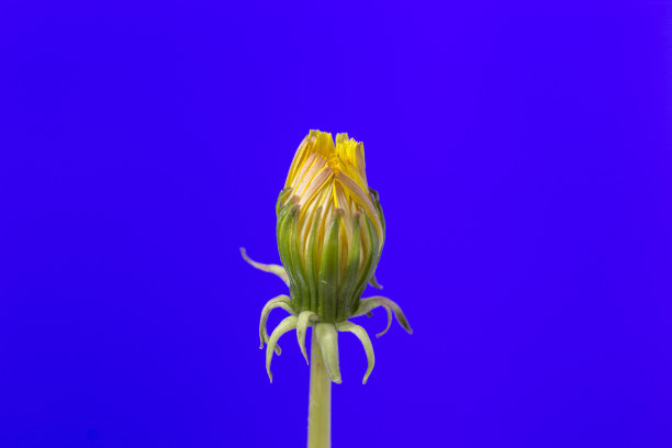 一张蒲公英花盛开的照片，在蓝色的背景上生长。蒲公英盛开的花朵。图片下载